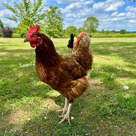 Charming Hen Cottage Countryside Retreat Lincoln Newball Zewnętrze zdjęcie